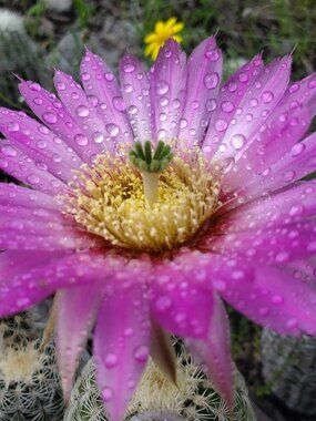 Barrel Cactus Bloom Print